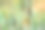 荒原上野生芦苇的数码绘画。图片下载
