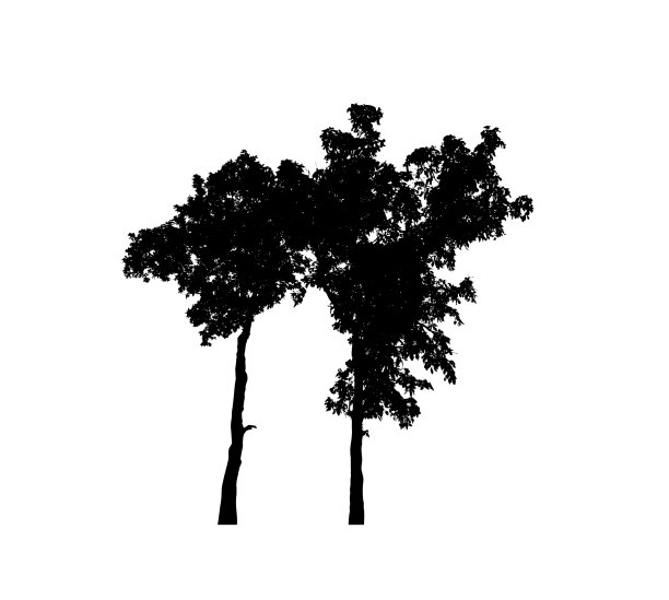 孤立的树剪影刷在白色背景图片下载