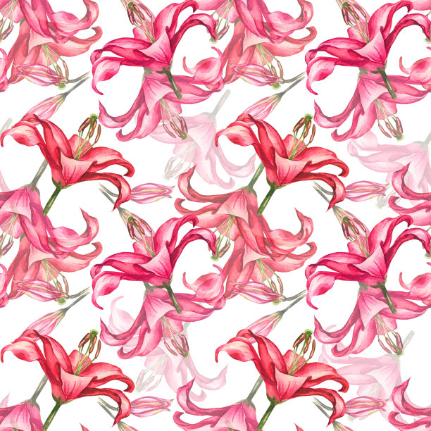 百合花。水彩植物插图。花和叶的图案。图片下载