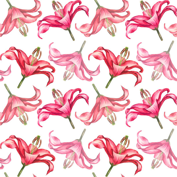 百合花。水彩植物插图。模式的花图片下载