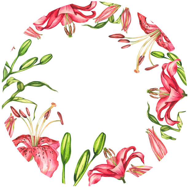 百合花。水彩植物插图。花框架图片下载