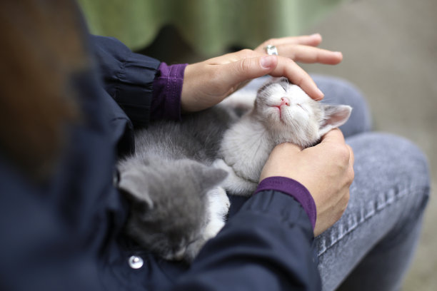 小猫享受图片下载