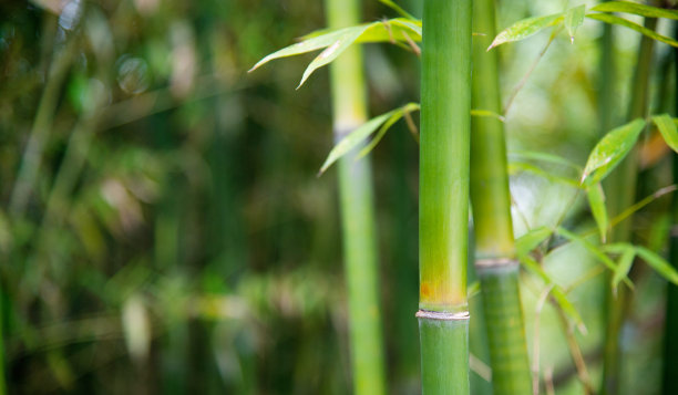 森林中竹林的背景图片下载
