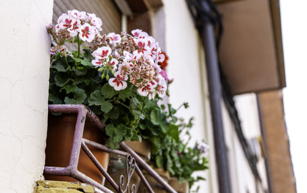 阳台上的花盆图片下载