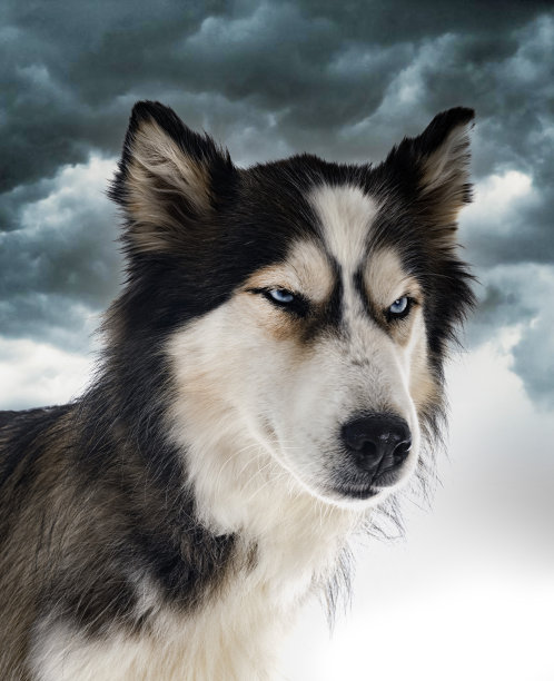 录音棚里的西伯利亚哈士奇图片下载