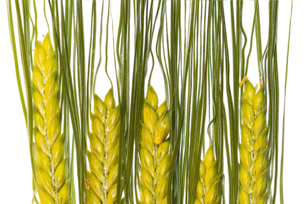 大麦白底黄穗宏(Hordeum vulgare图片下载