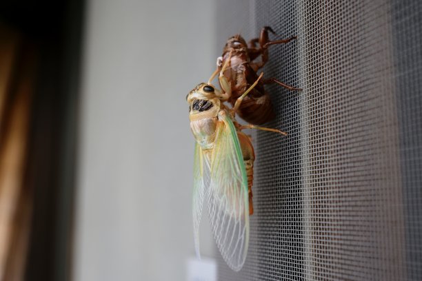 蝉孵化图片下载