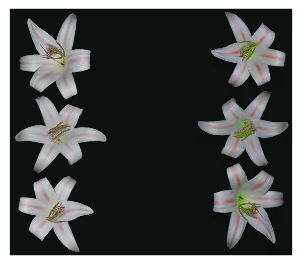 花的背景，框架从两排开放的白色百合在一个黑色的背景，文本的地方图片下载