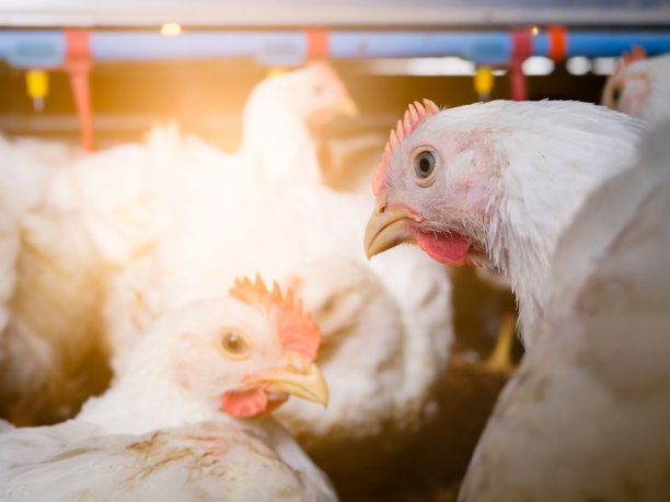 关闭农场生意的屎鸡图片下载