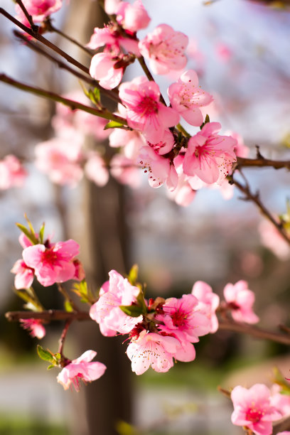 桃树上开着粉红色的桃花，选择性集中。天空背景是春天的桃花。图片下载