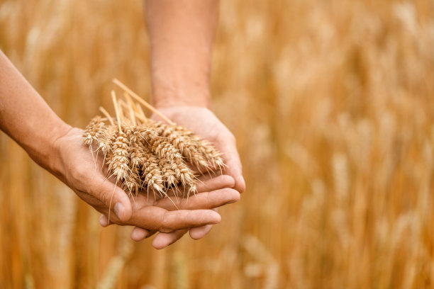 农夫手持金色的小麦穗在成熟的农田背景。农业。收获的概念。图片下载