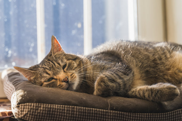 在窗台上香甜入睡的成年矮胖虎斑猫图片下载
