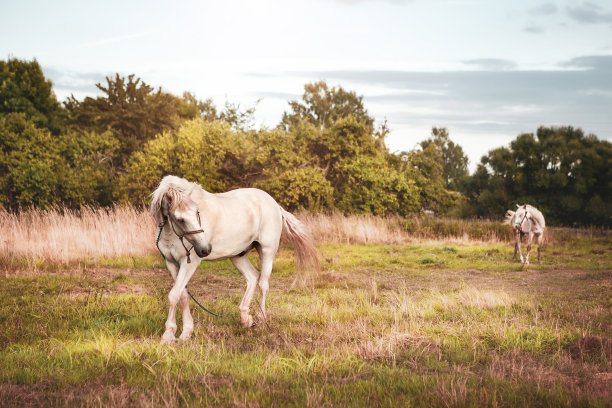 一匹白马在日落时分的草地上吃草。在复古风格的图像。图片下载