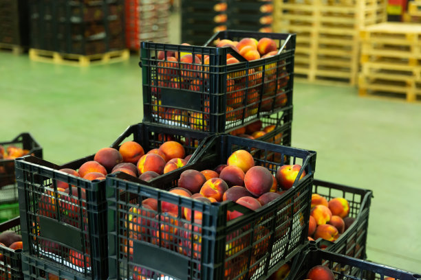 一大批成熟的桃子装在塑料盒子里，准备储藏图片下载