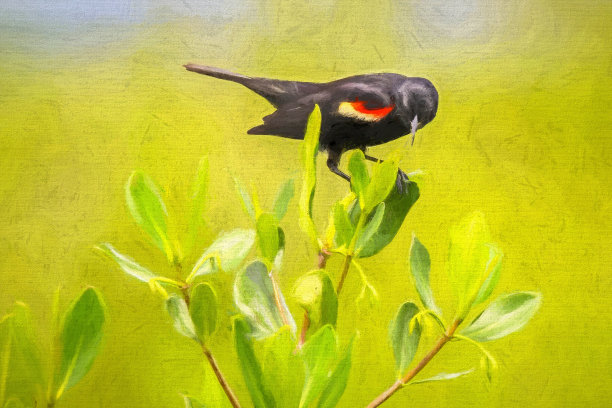 佛罗里达树枝上的红翼黑鹂图片下载