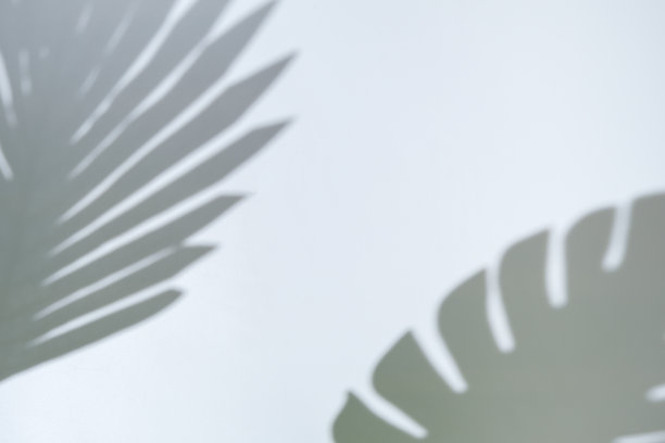 透明的光和阴影从树枝，植物，树叶和叶子。阳光和阴影。树叶的灰色阴影。空间的文本。产品介绍，空白背景做广告。图片下载