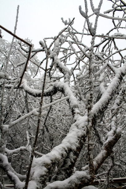 雪的照片图片下载