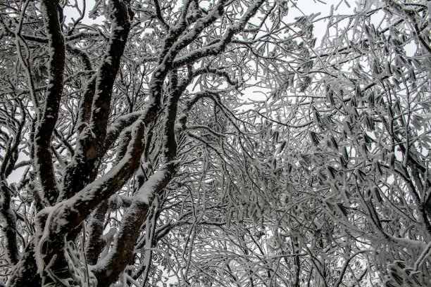 雪的照片图片下载
