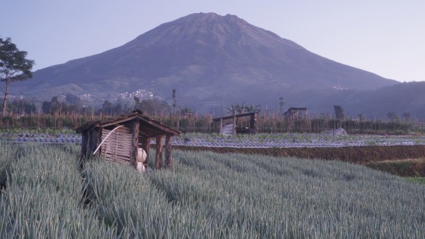 菜地中间的农夫小屋图片下载