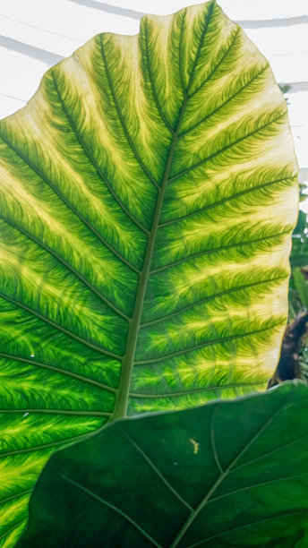 海芋叶图片下载