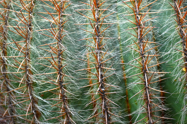高峰仙人掌盆栽植物图片下载