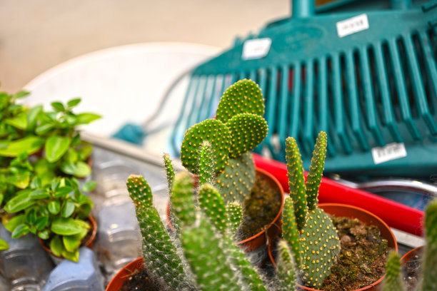 高峰仙人掌盆栽植物图片下载