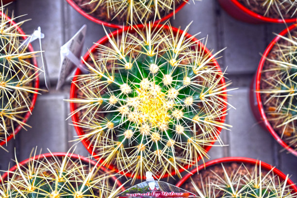 高峰仙人掌盆栽植物图片下载