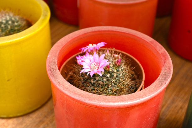 高峰仙人掌盆栽植物图片下载