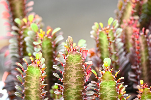 高峰仙人掌盆栽植物图片下载