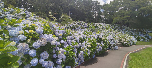 绣球花的公园图片下载