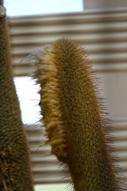 高峰仙人掌盆栽植物图片下载