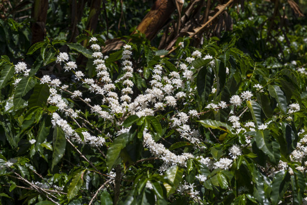 咖啡树枝与白花-股票照片图片下载