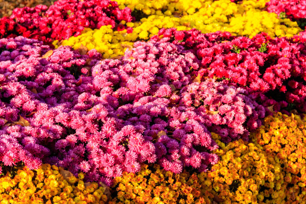 背景是美丽多彩的菊花图片下载