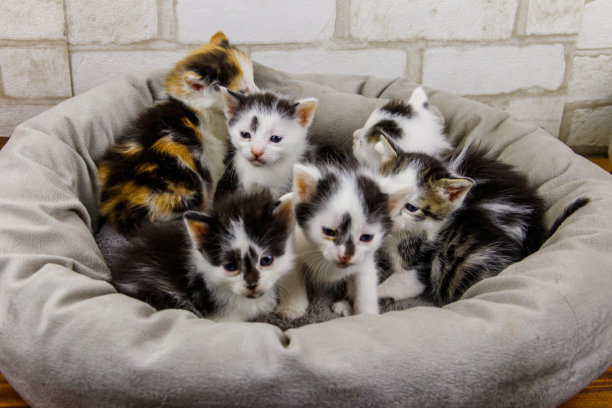 小猫坐在猫床上图片下载