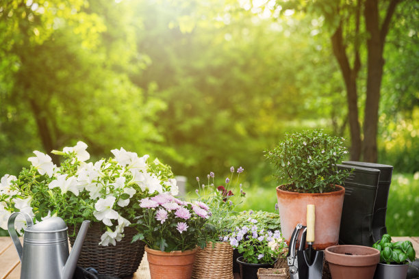不同的盆栽花卉和草本植物，园艺设备和工具图片下载