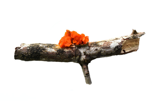 橙颜色的真菌图片下载