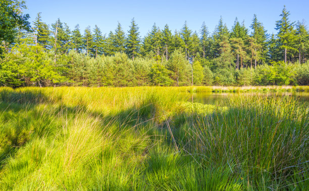 沿着石南和草地的边缘，仅仅是在明媚的春天的阳光下的蓝天下图片下载
