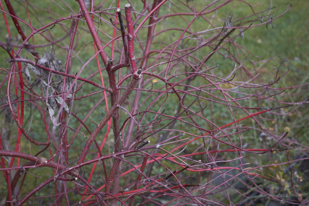 冬季白芷图片下载
