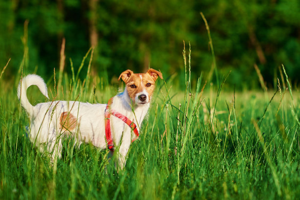 可爱的狗肖像在夏天草地与绿色的草图片下载