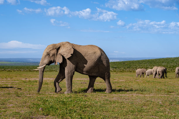 南非阿多大象公园，阿多大象公园里的大象家族，大象在水池里洗澡图片下载