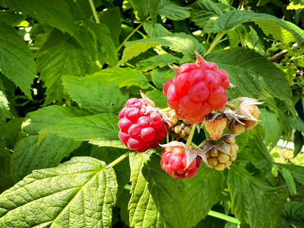 在花园的覆盆子灌木上种植红覆盆子，叶子很漂亮。图片下载