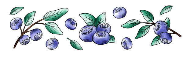 向量水彩蓝莓。手绘风格的蓝莓树枝和树叶图片下载