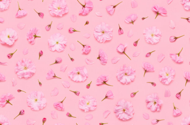 无缝图案的樱花樱花花蕾和花瓣图片下载