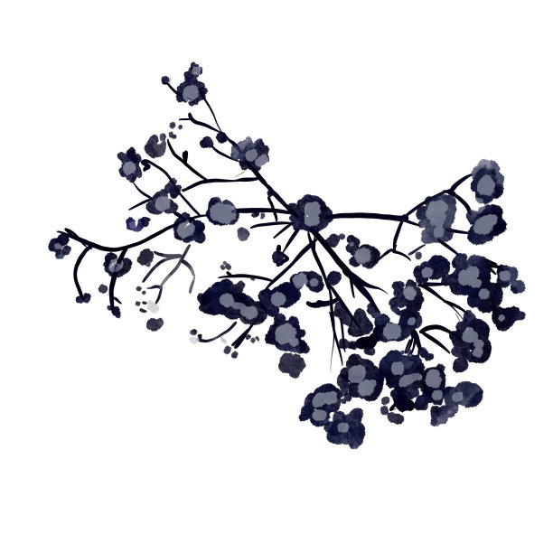 水彩近花园孤立在一个白色的背景。干燥草本植物的芳香。时尚的装饰图片下载