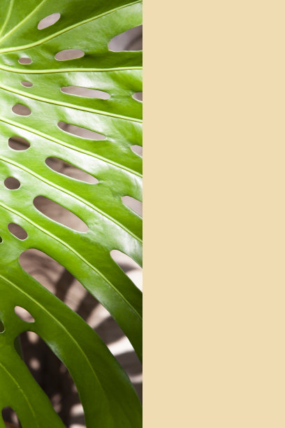 书的封面用一张绿色植物叶子的照片在左边和空间在浅蓝色写在右边。图片下载