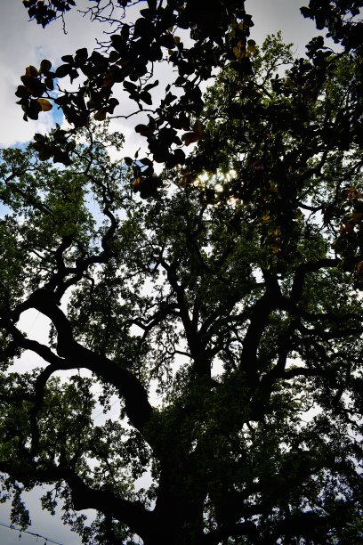 橡树叶子的剪影图片下载