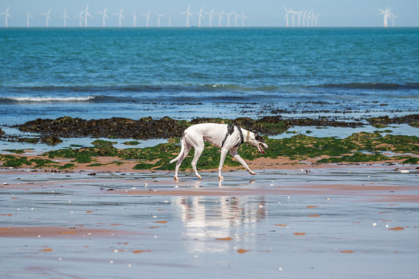 一只狗在英国博德斯特植物学湾的海滩上散步，地平线上漂浮着海上风力发电场图片下载