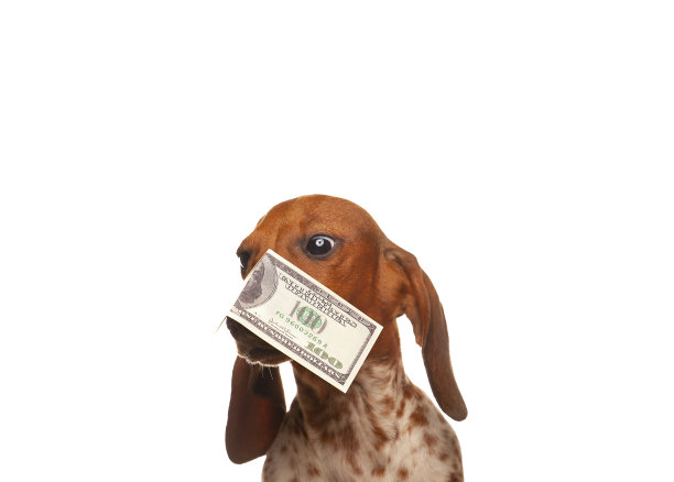 狗钱图像白色背景图片下载