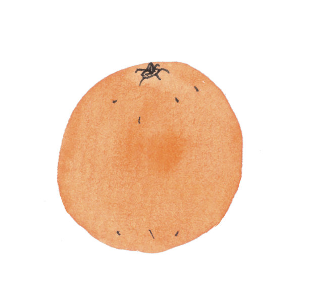 水彩橘色孤立在白色背景的插图图片下载