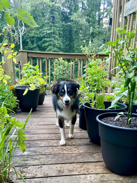 澳大利亚牧羊犬穿过集装箱花园图片下载